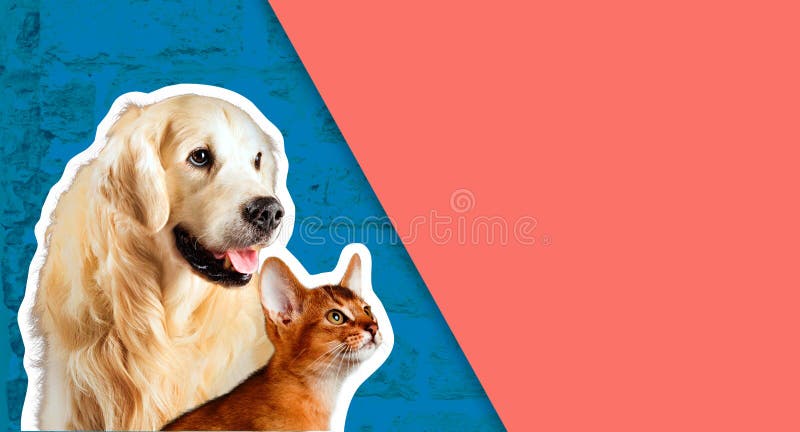 Bức ảnh này chứa đầy sự đáng yêu của động vật nhà, mèo Abyssinian và chó Golden Retriever đang nhìn về phía bên phải. Cả hai chú cưng đều rất yêu thương và dễ thương. Bạn sẽ không thể rời mắt khỏi bức ảnh này!