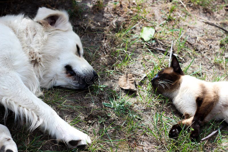 Cat And Dog Are Best Of Friends. stock photos Cat And Dog Are Best Of Friends. stock photos