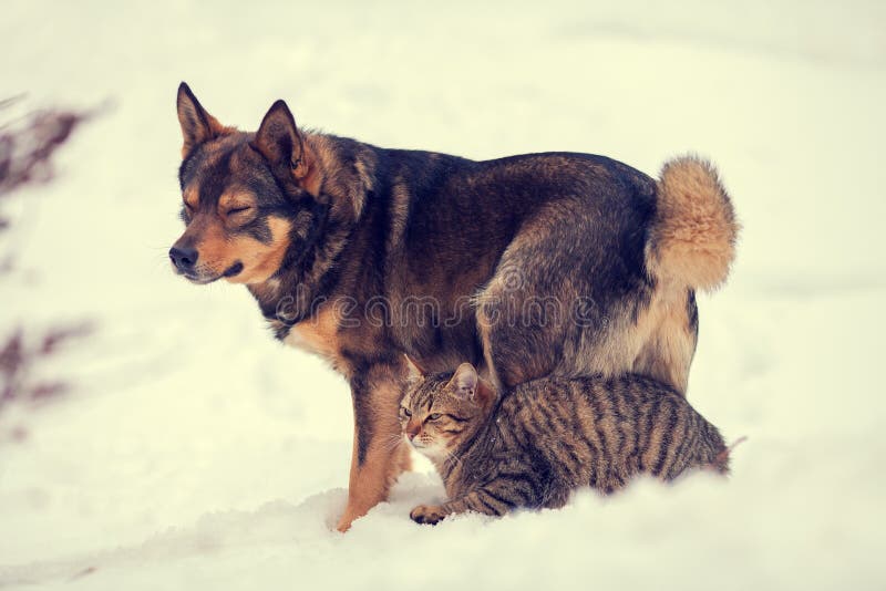 Cat and dog are the best friends stock photo Cat and dog are the best friends stock photo