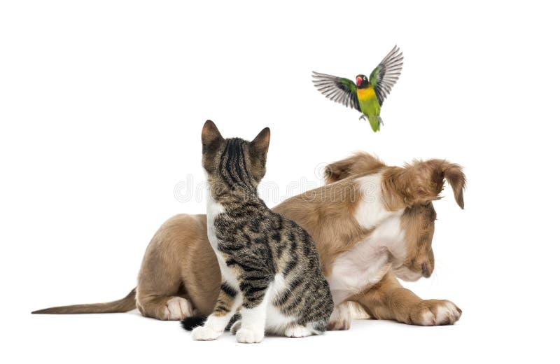 Cat, Dog and Bird, Isloated on White Stock Image Image of background
