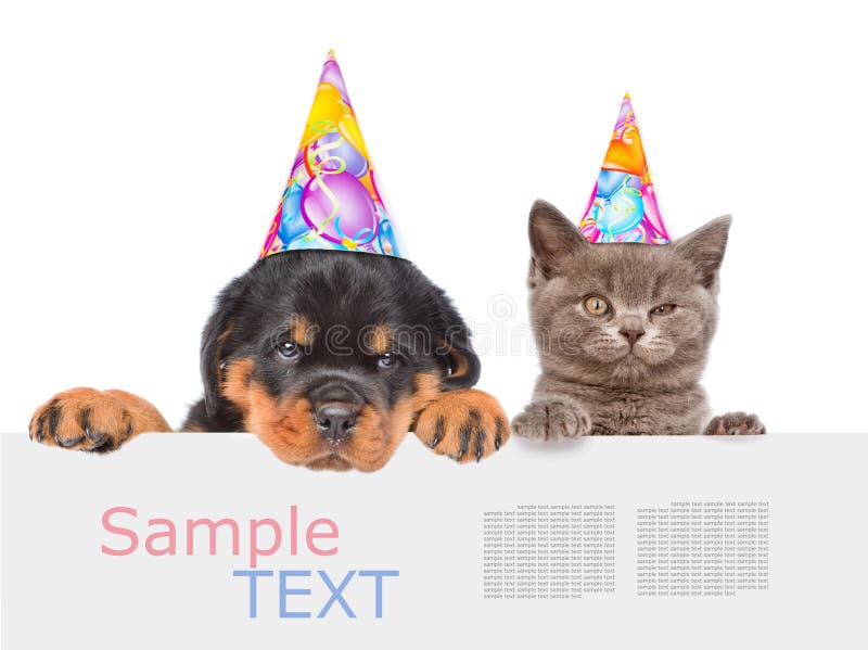 Cat and Dog in birthday hats peeking from behind empty board and stock photos Cat and Dog in birthday hats peeking from behind empty board and stock photos