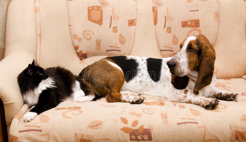 Black cat and dog breed Basset-hound on the couch. Black cat and dog breed Basset-hound on the couch