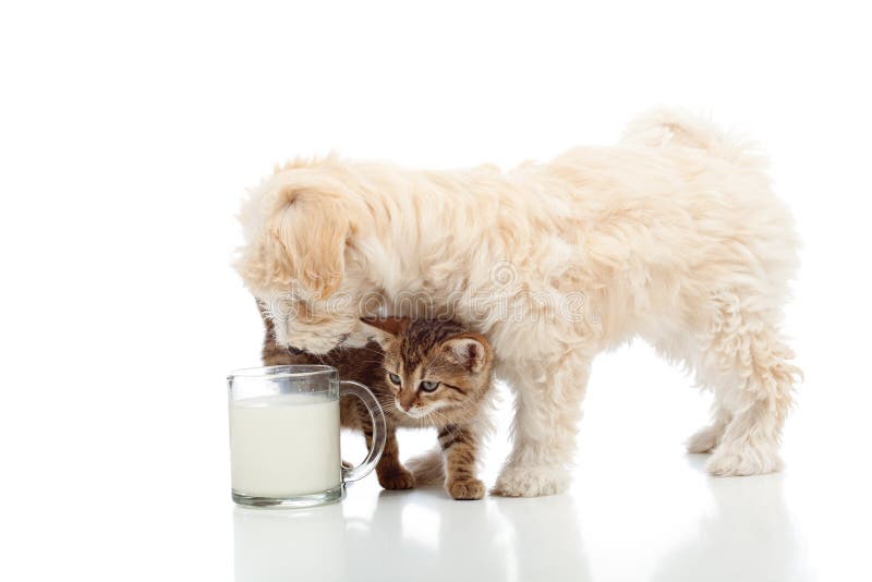 Cat and dog feeding together