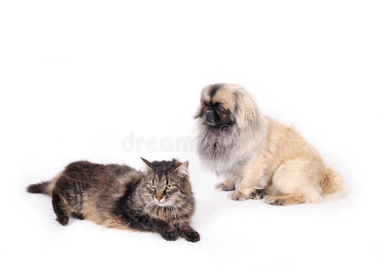 Cat and dog, friends