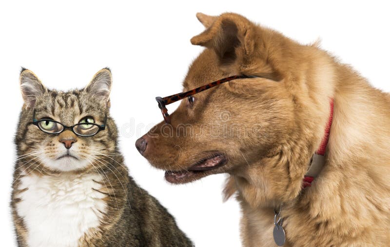 Cat and dog with glasses royalty free stock photos