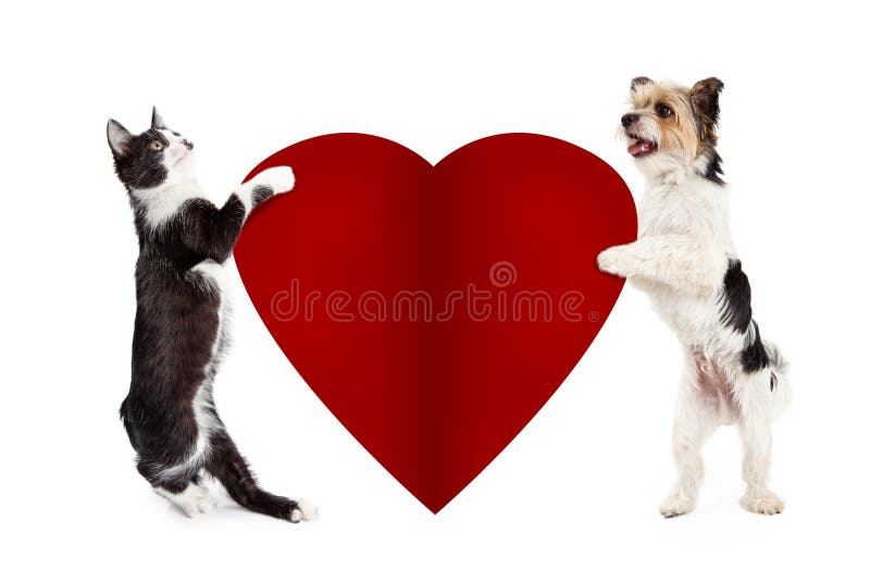 4,100+ Cats Face In Heart Shape Stock Photos, Pictures & Royalty-Free  Images - iStock