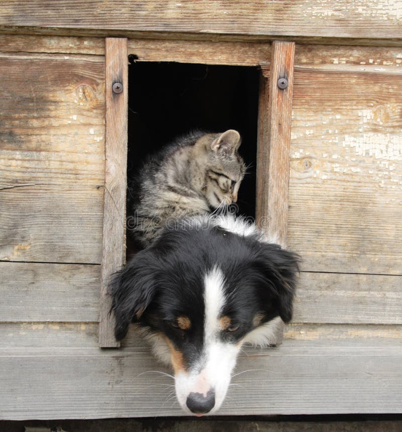 Cat and dog at home