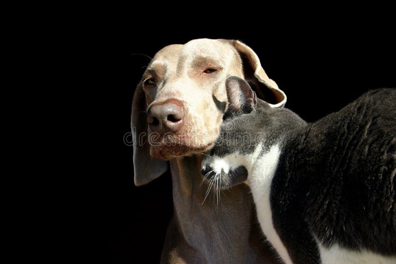 Gato a el perro carinoso sobre el.