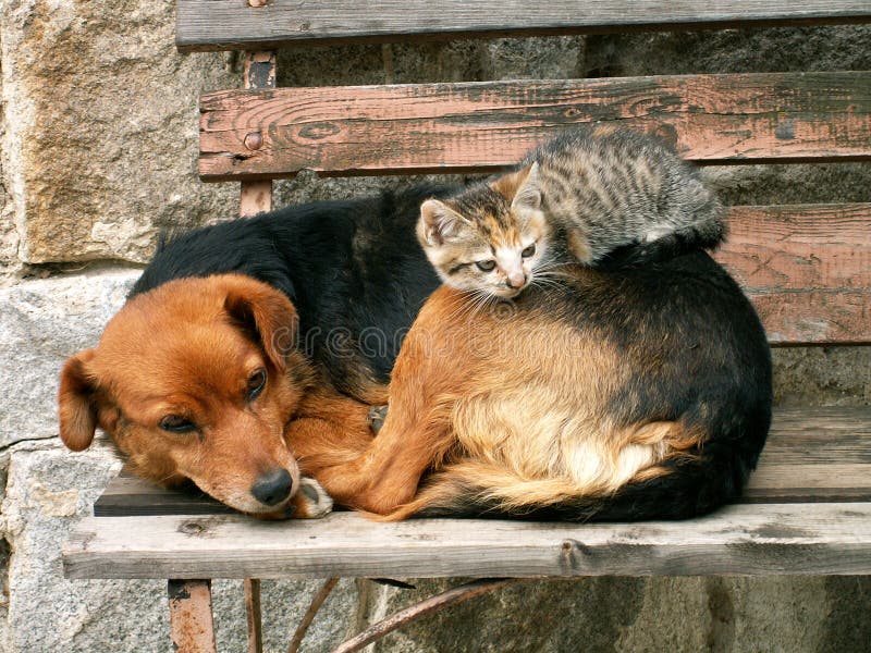 Cat and dog resting