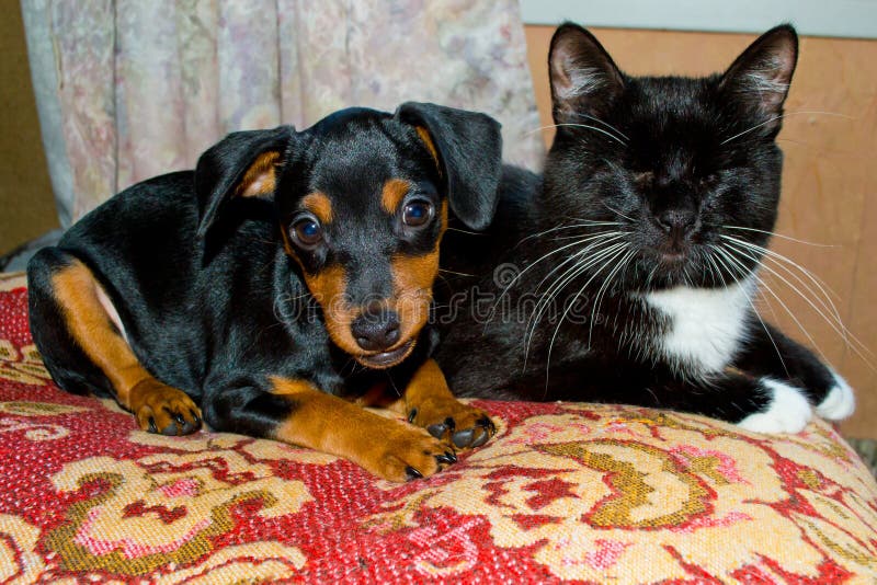 Are Doberman Good With Cats