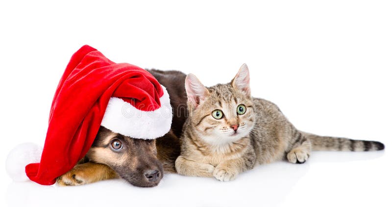 Cat and Dog with Santa Claus Hat. Isolated on White Background Stock ...