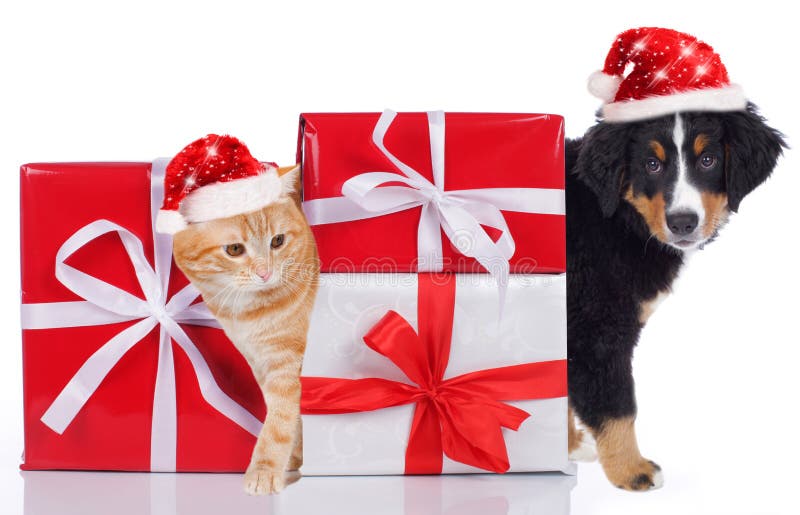 178 Cat Dog Santa Hat Gifts Stock Photos - Free & Royalty-Free