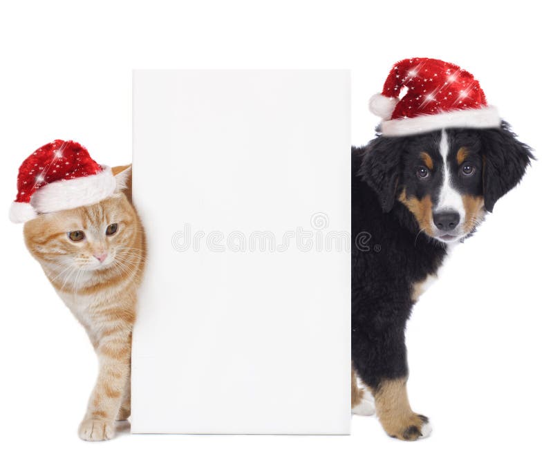 https://thumbs.dreamstime.com/b/cat-dog-santa-hat-isolated-white-46276327.jpg