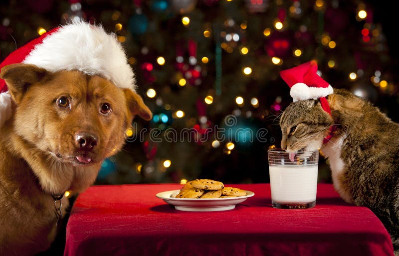Cat and Dog taking over Santa's cookies and milk royalty free stock photo Cat and Dog taking over Santa's cookies and milk royalty free stock photo