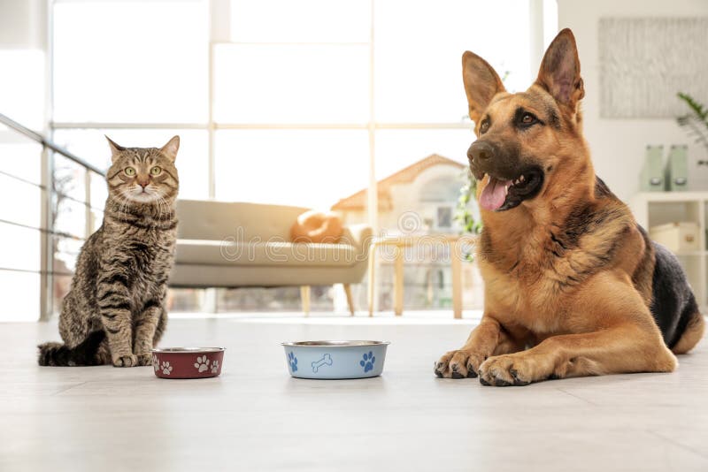 Cat and dog together with feeding bowls on floor. Funny friends