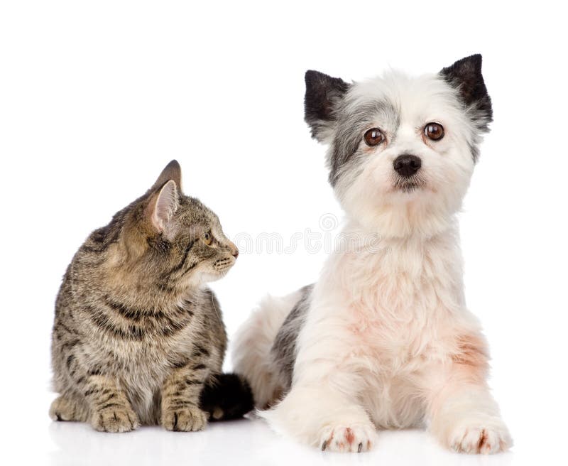 Gray Cat Crossbreed Dog Stock Photos Free & RoyaltyFree Stock Photos from Dreamstime