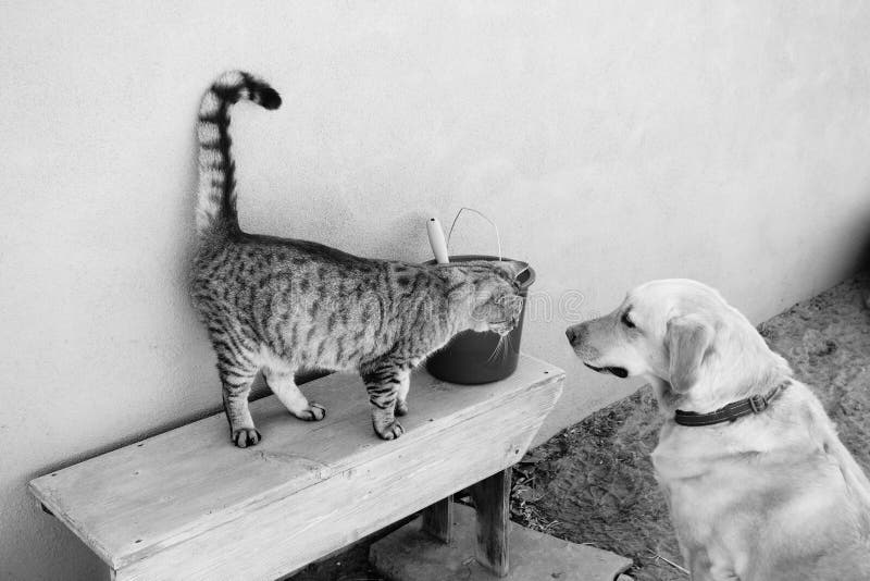 Cat And Dog Together Picture. Image 36691328