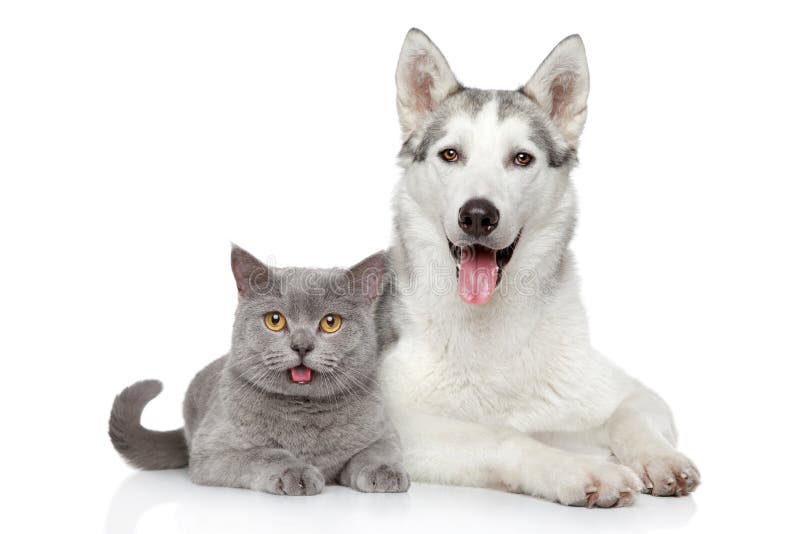 Happy cat and dog together on a white
