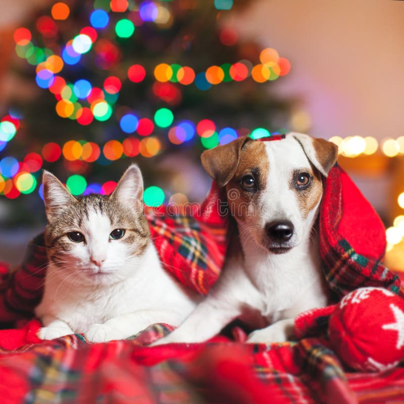 2,113 Christmas Cat Dog Photos Free & RoyaltyFree Stock Photos from