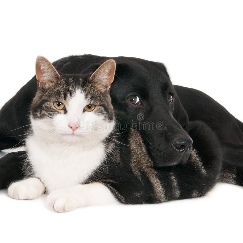 Cat and (labrador retriever) dog peacefully pose together. Isolated on white. Cat and (labrador retriever) dog peacefully pose together. Isolated on white.