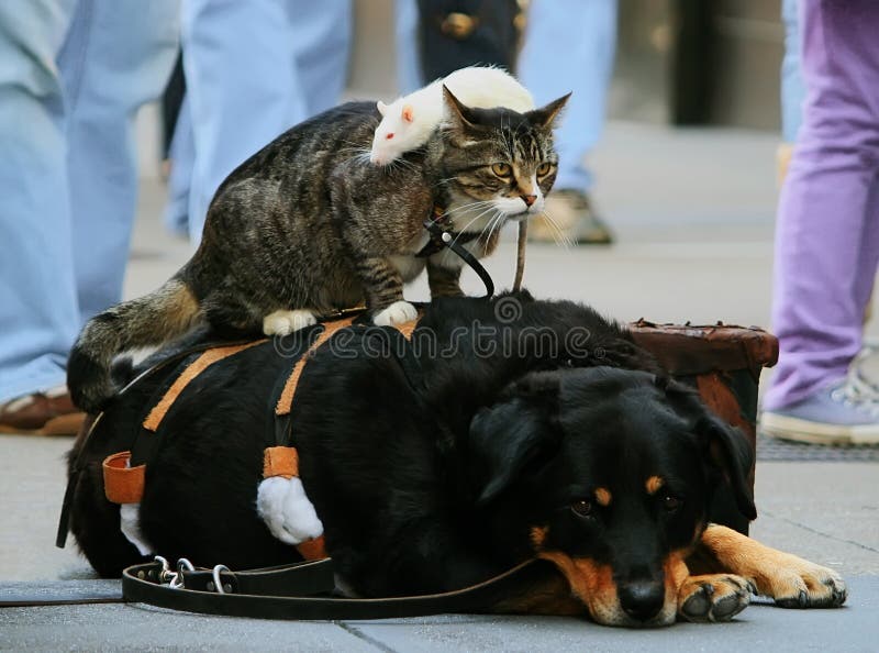 Cat, dog and a white rat, friends