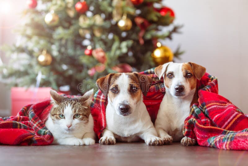 Cat and Dogs Under a Christmas Tree Stock Image - Image of tree, cute ...