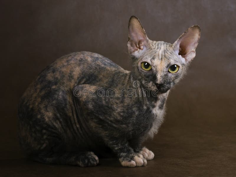 Cat Don Sphynx breed.