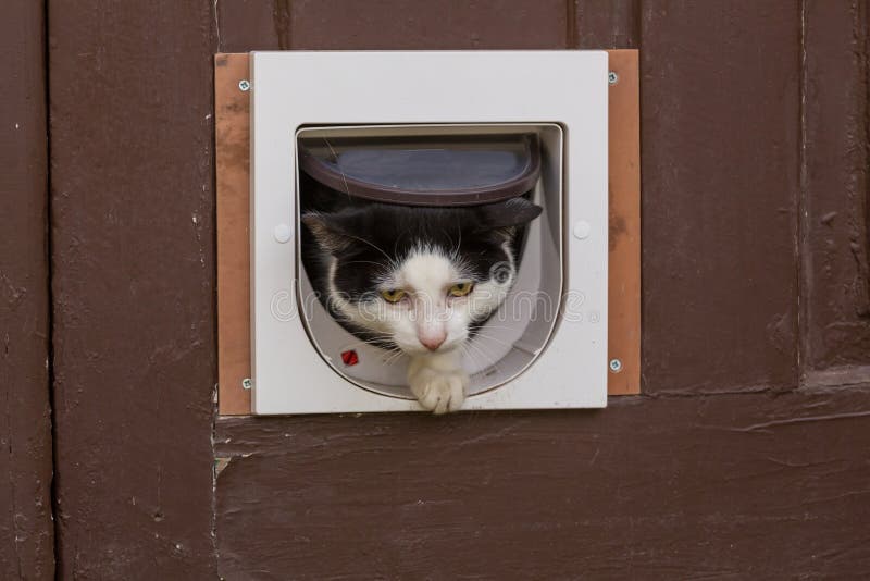 Cat in door stock photo. Image of kitten, animal, predator 78856458