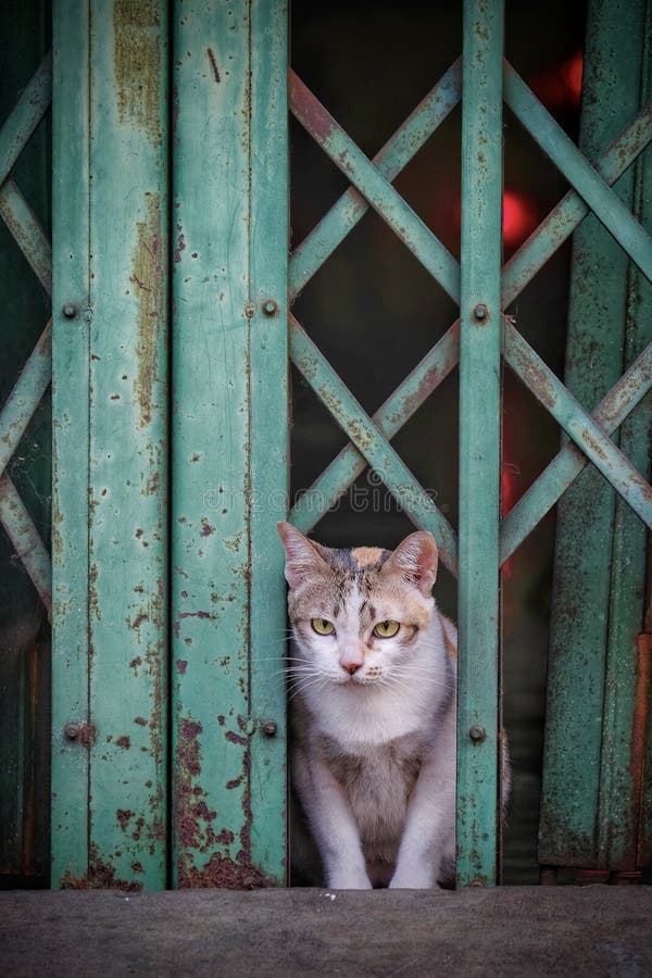 Cat in the door stock photo. Image of park, camera, perched 242871038