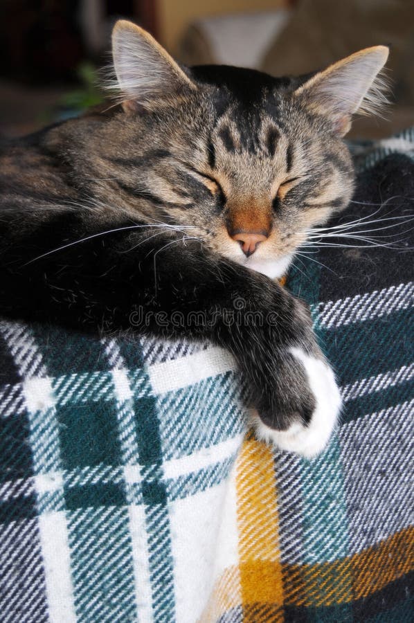 This cute Maine Coon cat sleeps on top of a couch that has a plaid patterned blanket on it. This cute Maine Coon cat sleeps on top of a couch that has a plaid patterned blanket on it