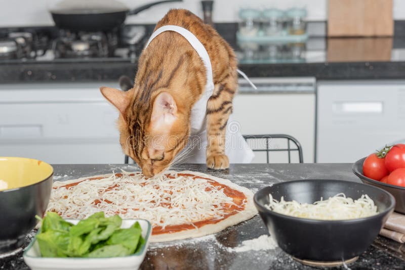 A Cat Dressed As a Chef Prepares Pizza in the Kitchen Stock Image Image of basil, home 255816975