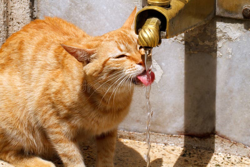 Gatto che beve dalla fontana di acqua.