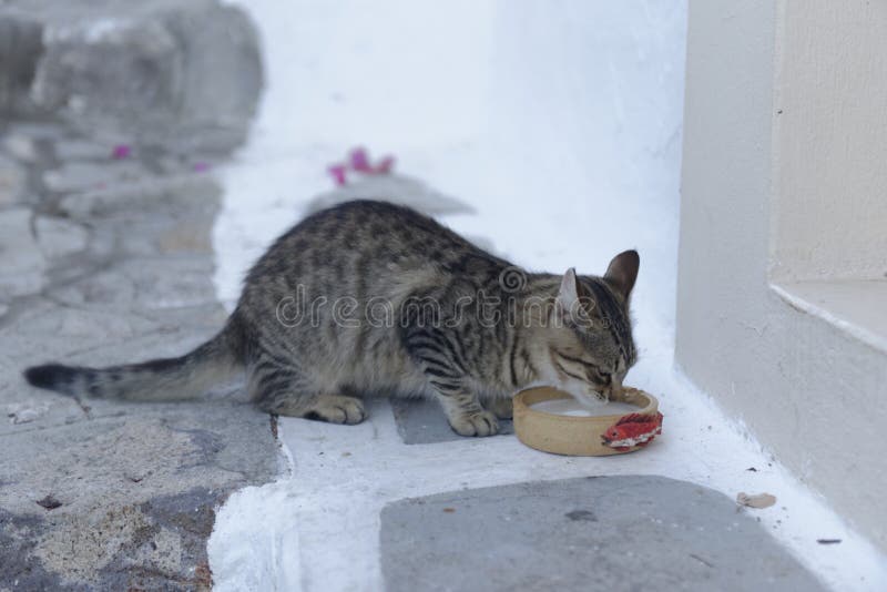 Cat Drinking From A Bowl Of Milk Stock Image Image Of Wood White 49602135