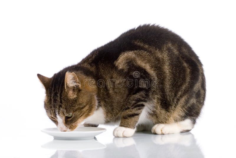 Cat Drinking Milk 2 Stock Image Image Of Kitty Hungry 1552477