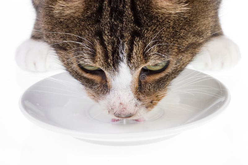 Cat drinking milk 3 stock photo. Image of isolated, background 1552480