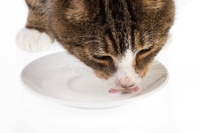 Cat drinking milk 4 stock image. Image of hungry, milk 1552483