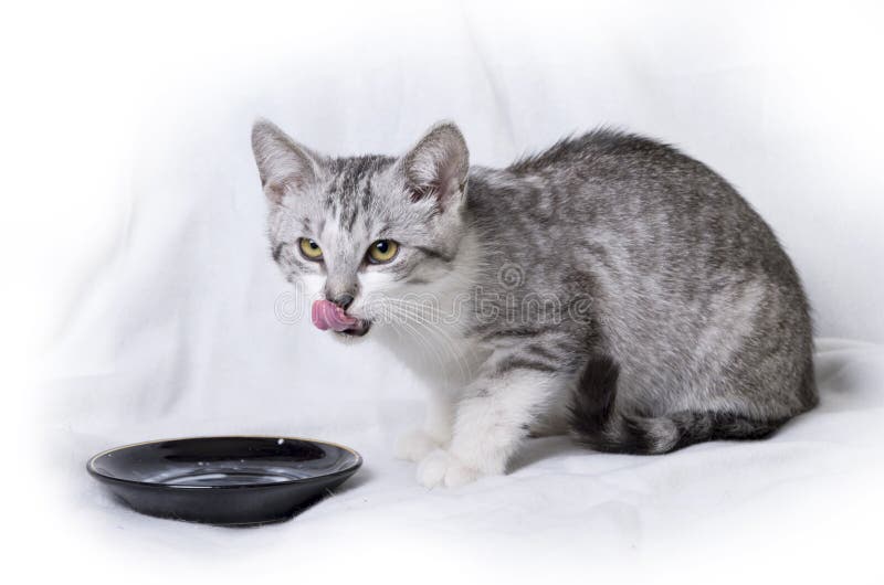 Cat and saucer of milk stock photo. Image of dish, domestic 9842514