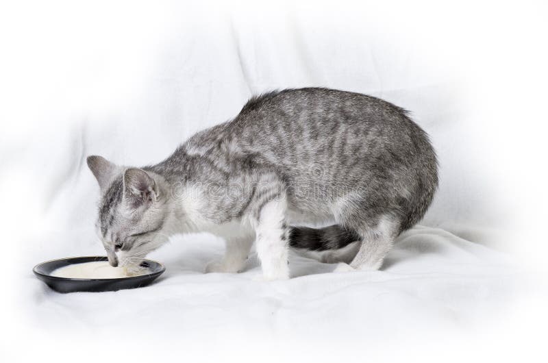 Cat drinking milk stock image. Image of cute, milk, appetite - 80727385