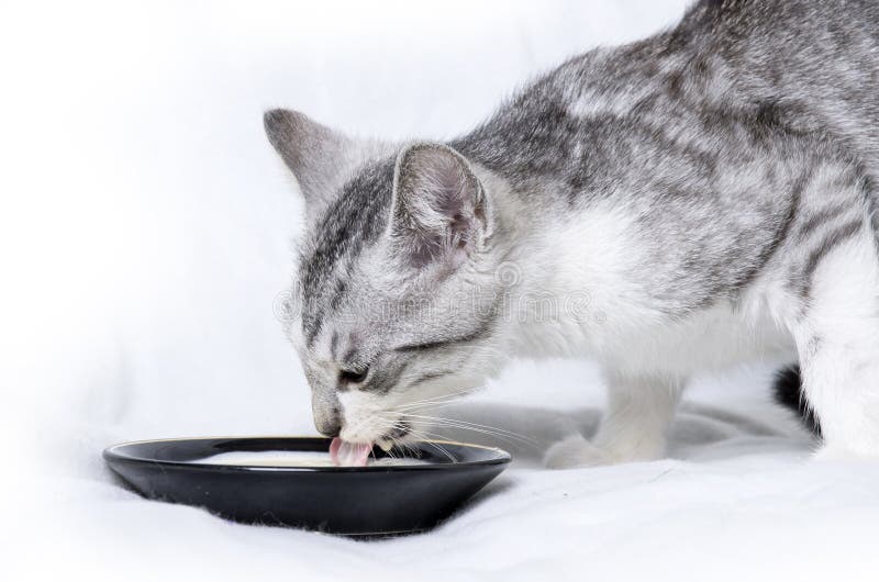 Cat drinking milk stock photo. Image of background, european 80727464