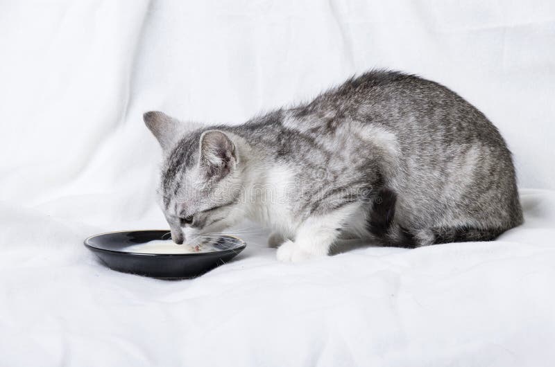 Cat drinking milk stock image. Image of eating, shorthair - 80727529
