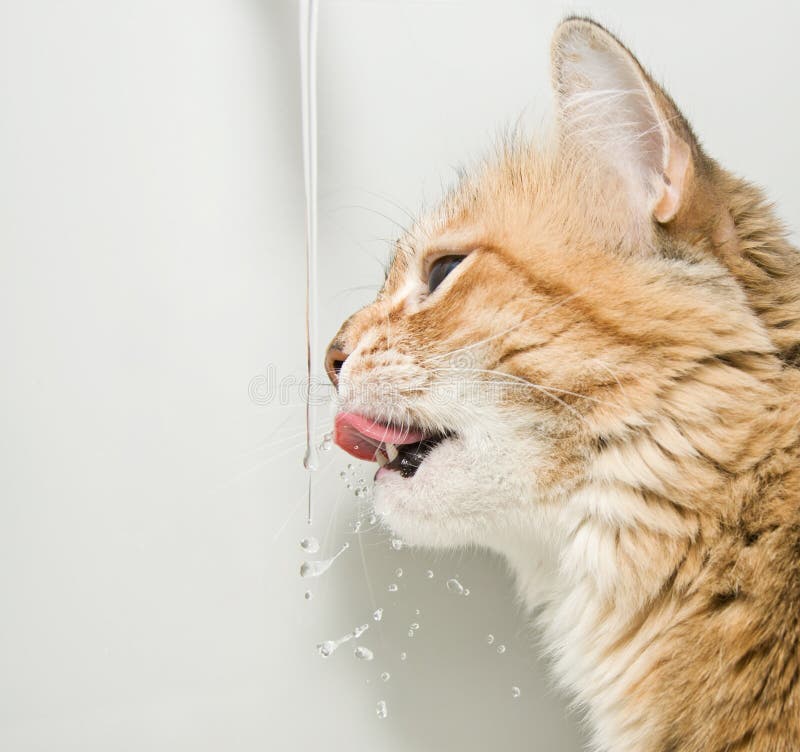 Cat drinking water stock photo. Image of farm, ripple 13205384