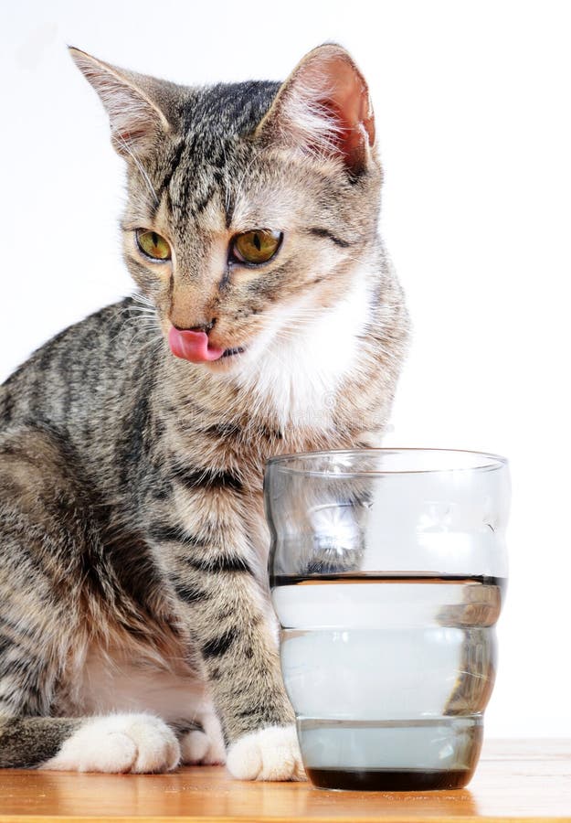 Kitten drinking milk stock image. Image of eating, medicine 11140575