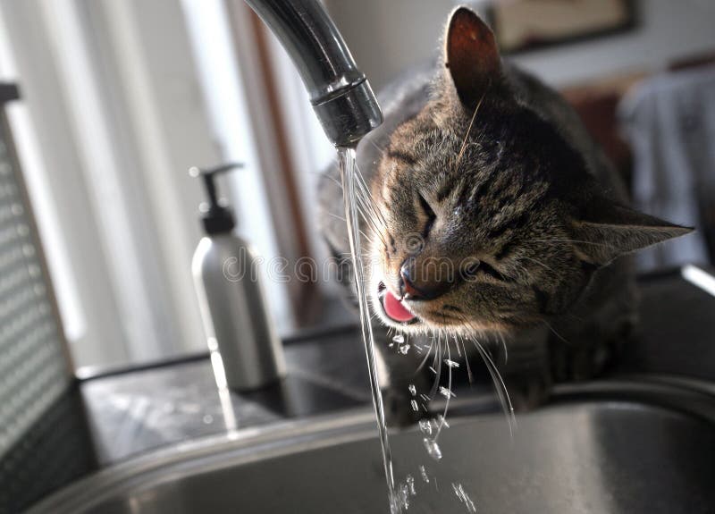 Cat drinking water stock images Cat drinking water stock images