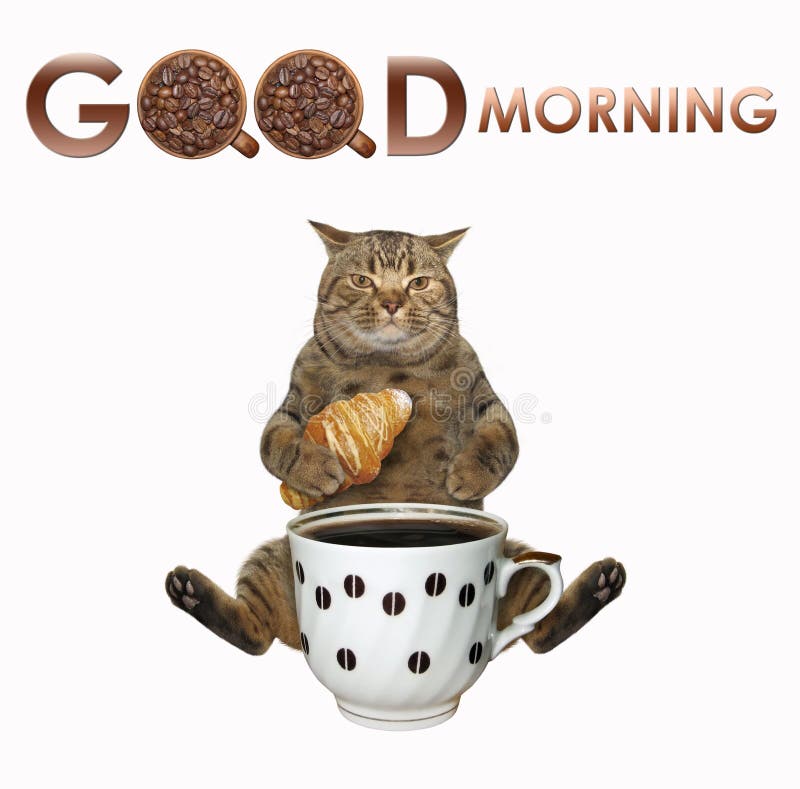 174 Good Morning Coffee Cat Stock Photos - Free & Royalty-Free Stock ...