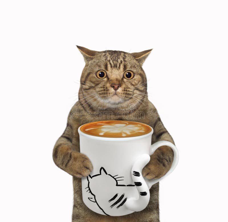 Cat Drinks Coffee on an Airbed Stock Image Image of humor, white