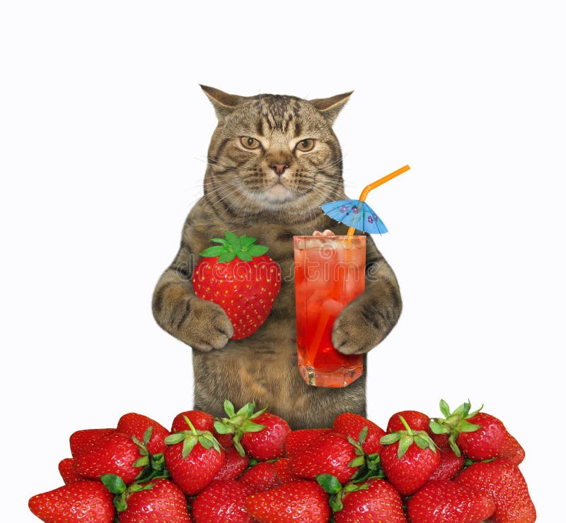 Cat Drinks Strawberry Juice Stock Photo Image of fresh, straw 186267012