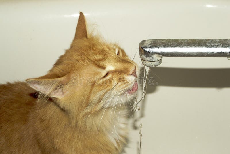 Cat drinks water stock image. Image of enjoy, rough 155523963