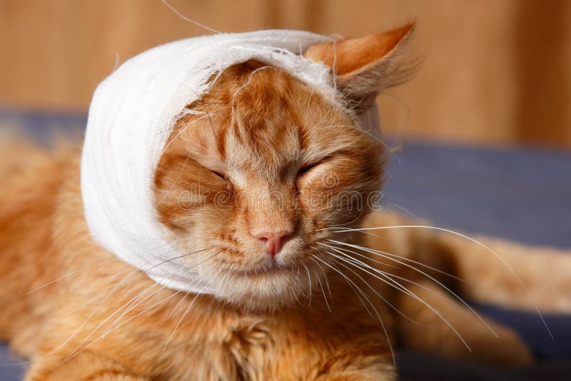 Cat ear ache with bandage stock photo. Image of cute ...