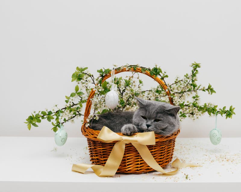 Cat in Easter Basket with a Cherry Blossom and Yellow Bow. Cute Cat is