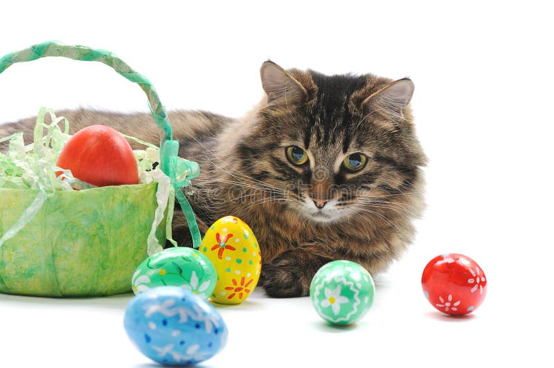 Cat and easter eggs